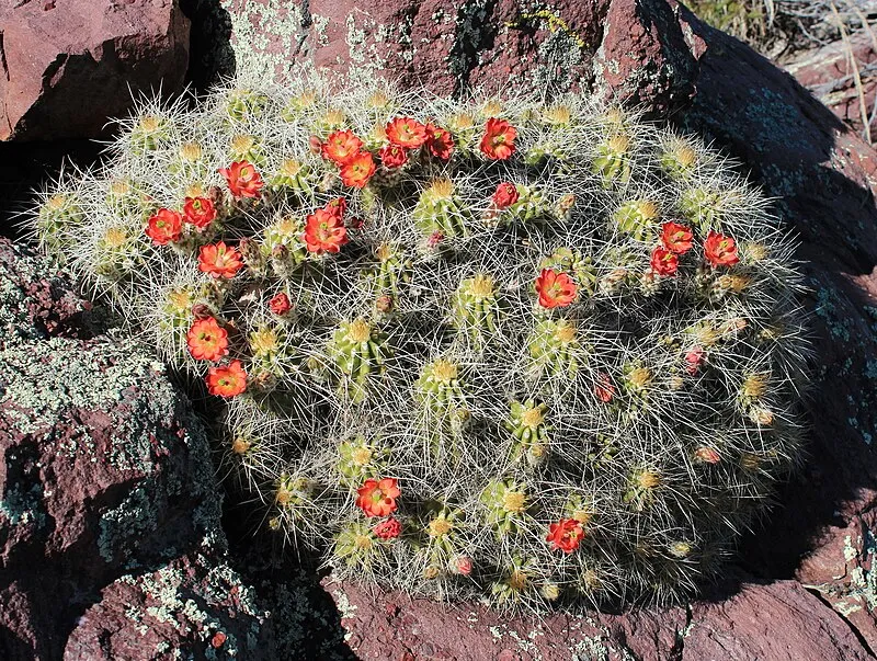 Brody Seep Trail, Yavapai