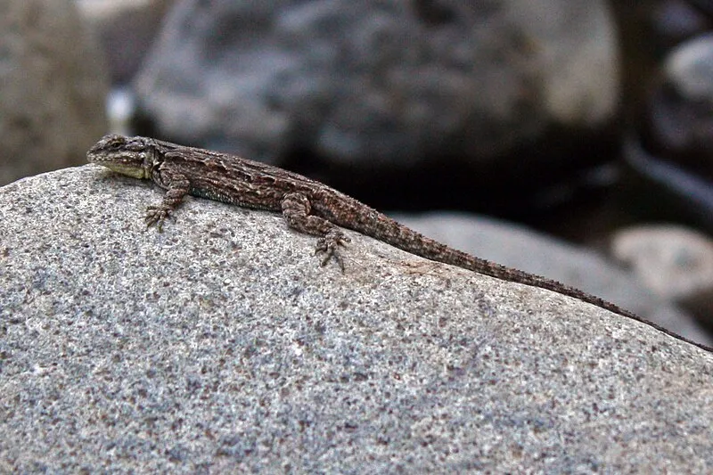 Bruce Brockett Trail, Yavapai