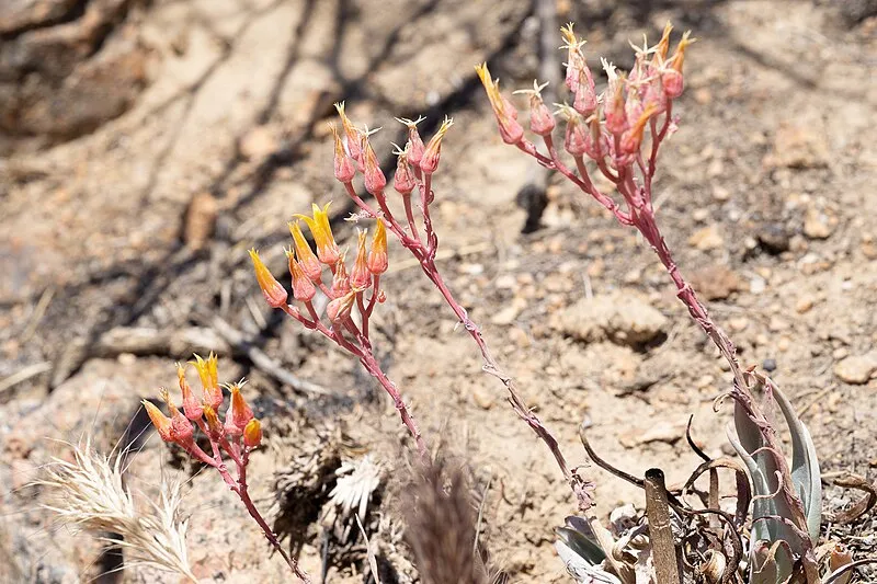 Cane Spring Trail, Maricopa