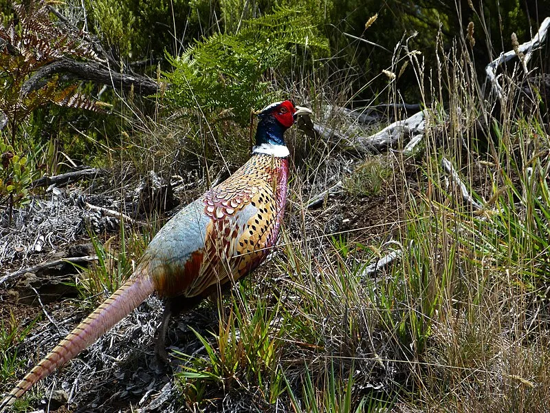 Kaupo Tail Trail, Haleakalā National Park