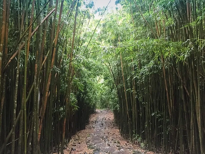 Pipiwai Trail, Haleakalā National Park