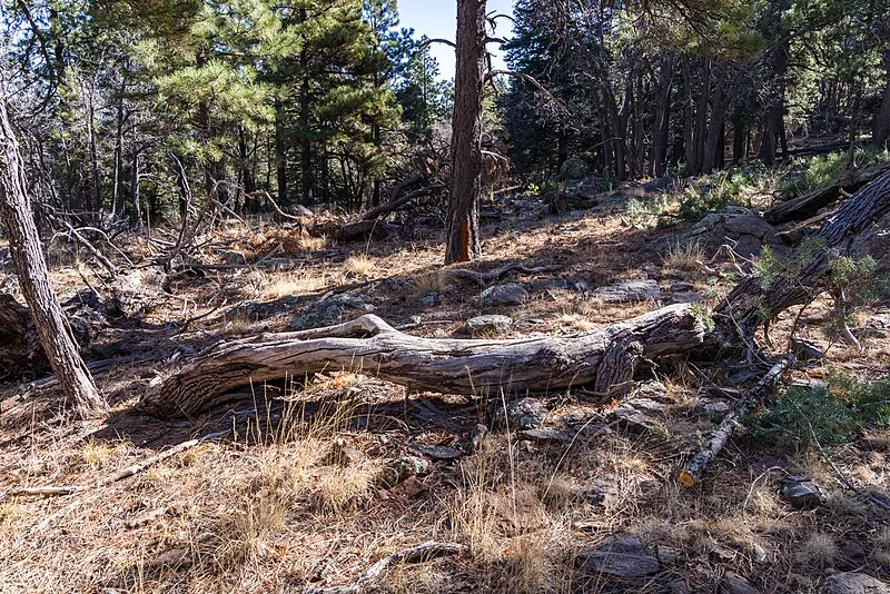 Dairy Springs Loop (frd), Coconino