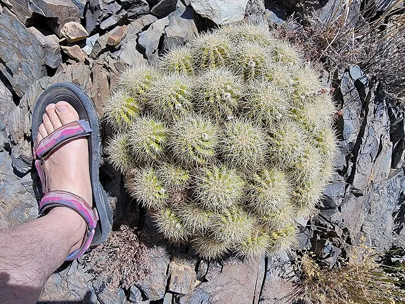 Daniels Ridge, Yavapai