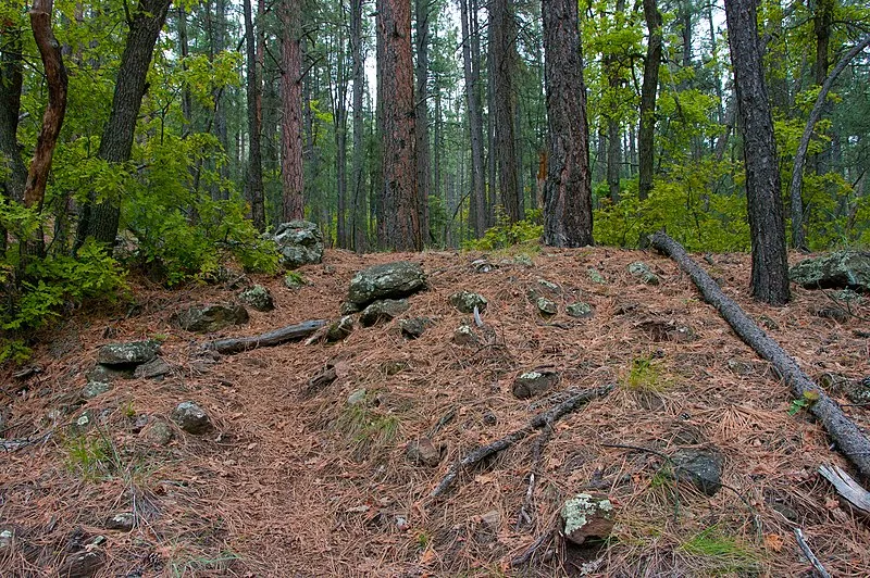 Dorsey Spring Trail, Coconino