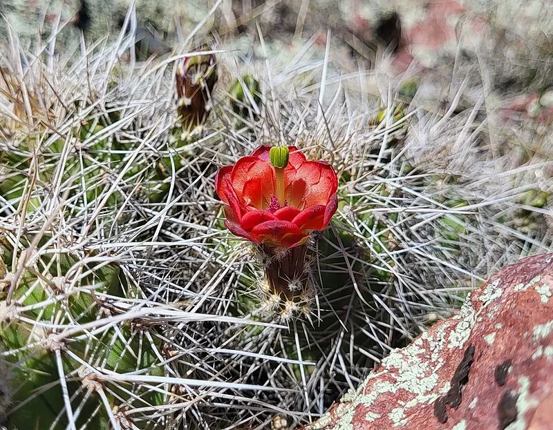 Fisher Trail, Yavapai