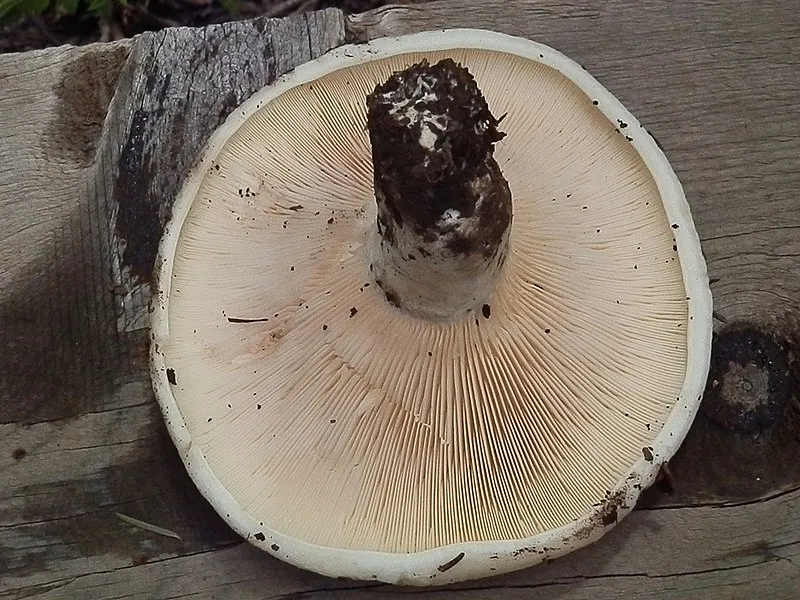 Franz Spring Cut-off Trail, Greenlee