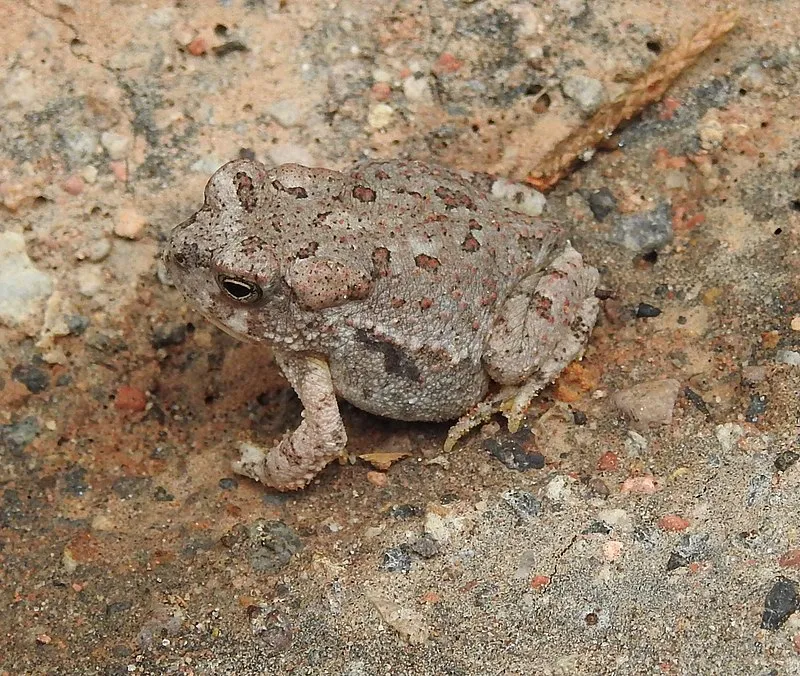 Frieborn Access Trail, Catron