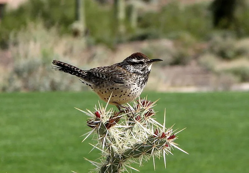 Hieroglyphic Trail, Pinal