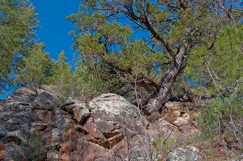 Hog Hill Trail, Coconino