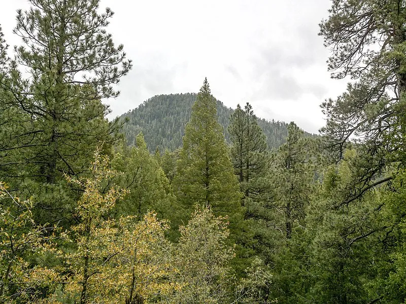 Horton Spring Trail, Gila