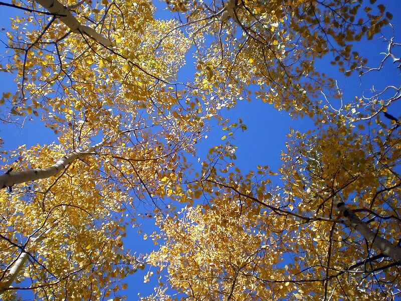 Inner Basin Trail, Coconino