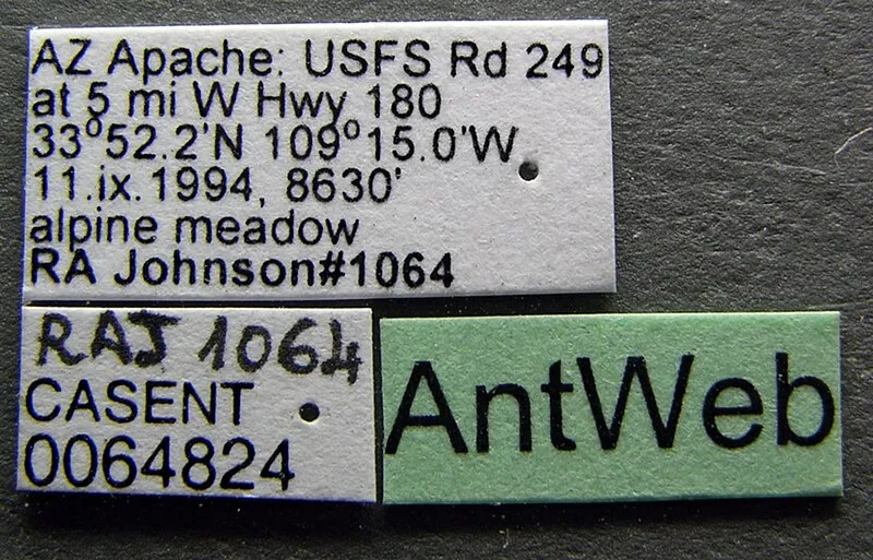 Isolation Trail, Apache