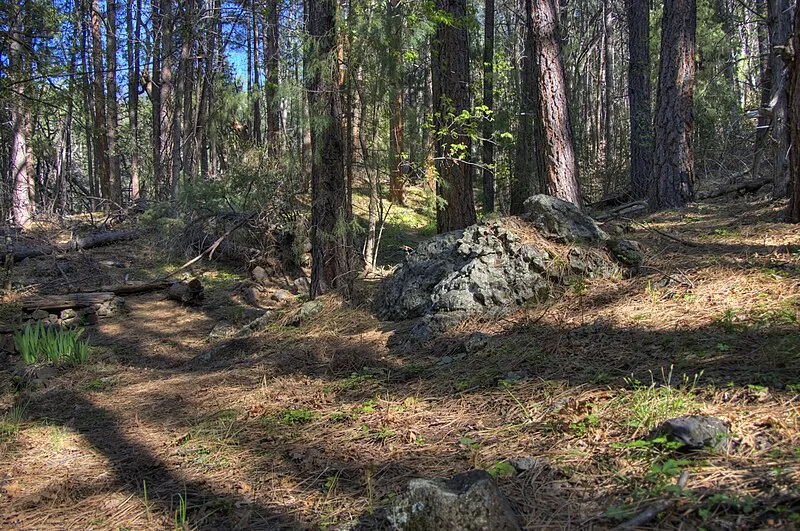 Little Lo Trail, Coconino