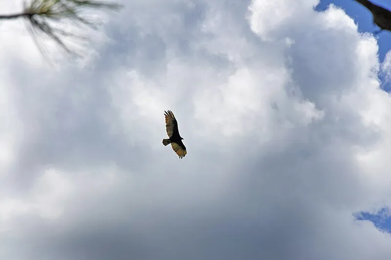 Maxwell Trail, Coconino