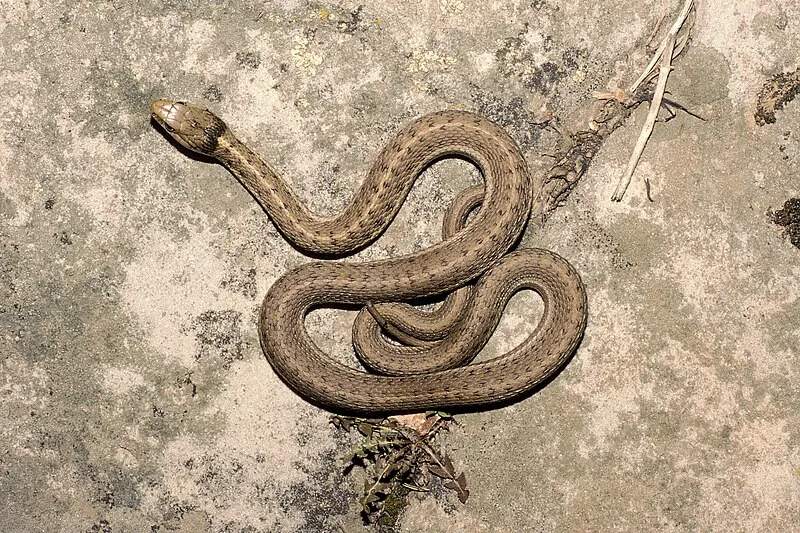 Ohaco Snowmobile Loop, Coconino