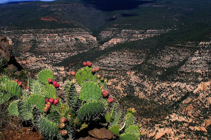Packard Trail, Yavapai