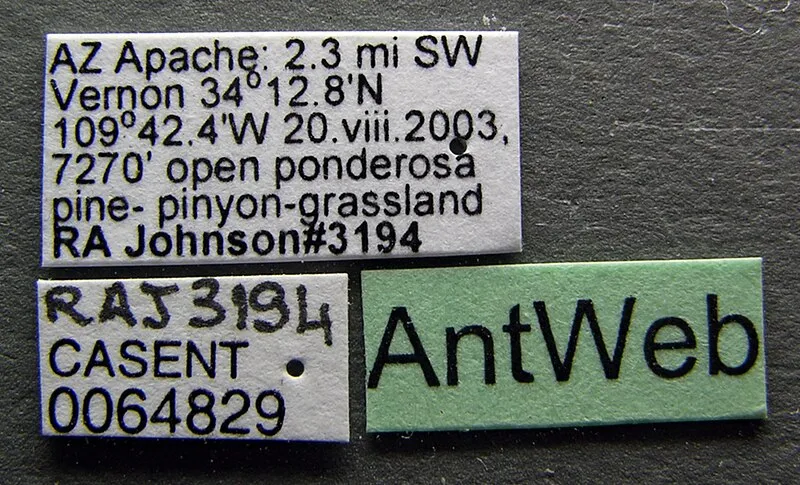 Pioneers Shortcut #2 Trail, Apache