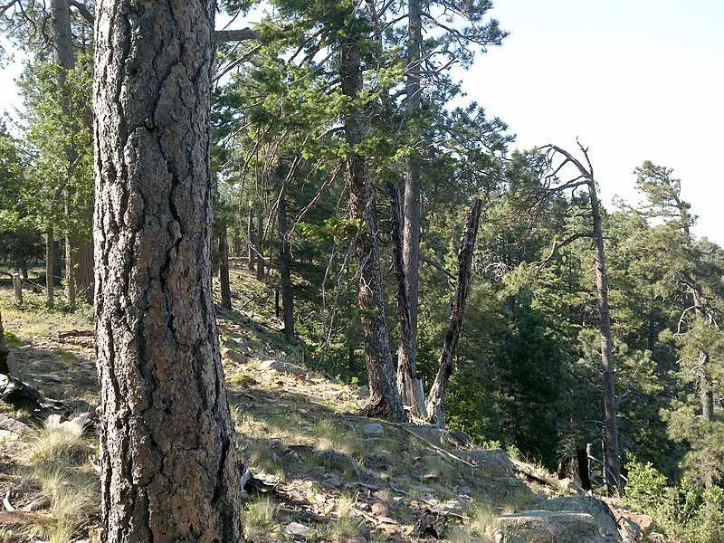 See Spring Trail, Gila