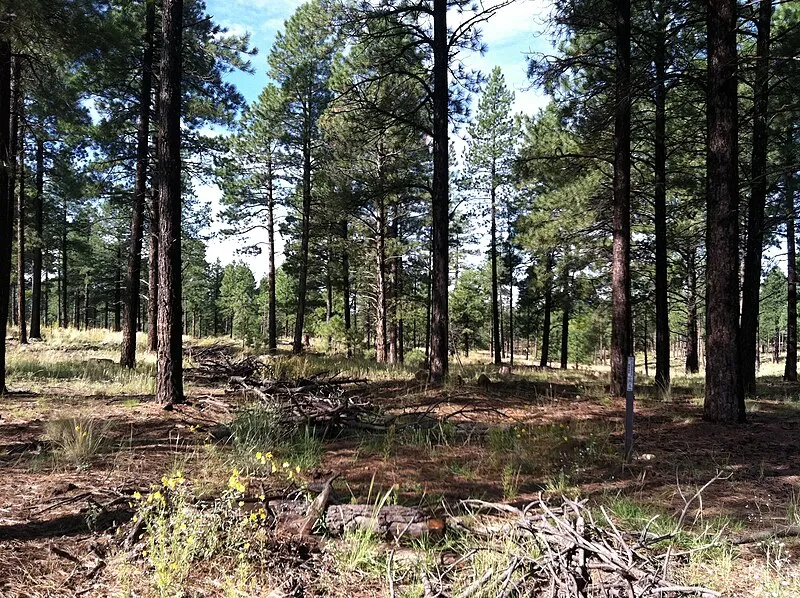 Seminary Trail, Coconino