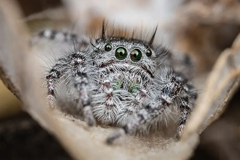 Sierra Prieta Trail, Yavapai