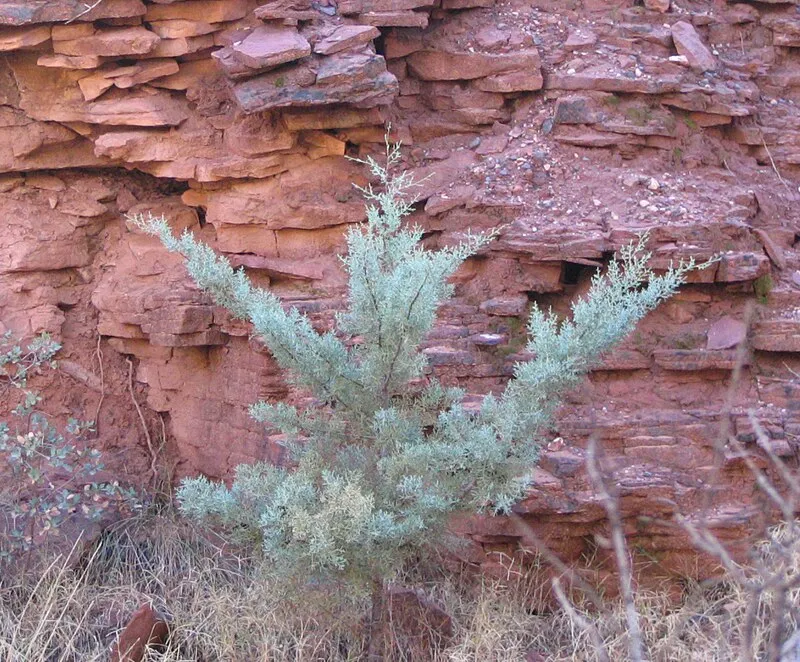 Summit Route, Yavapai