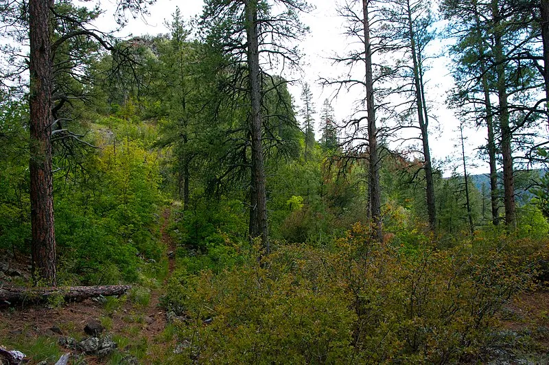 Sycamore Basin Trail, Coconino