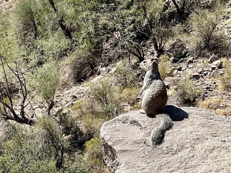 Sycamore Spring Trail, Yavapai