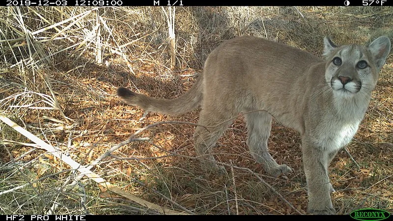 Thumper Trail, Yavapai