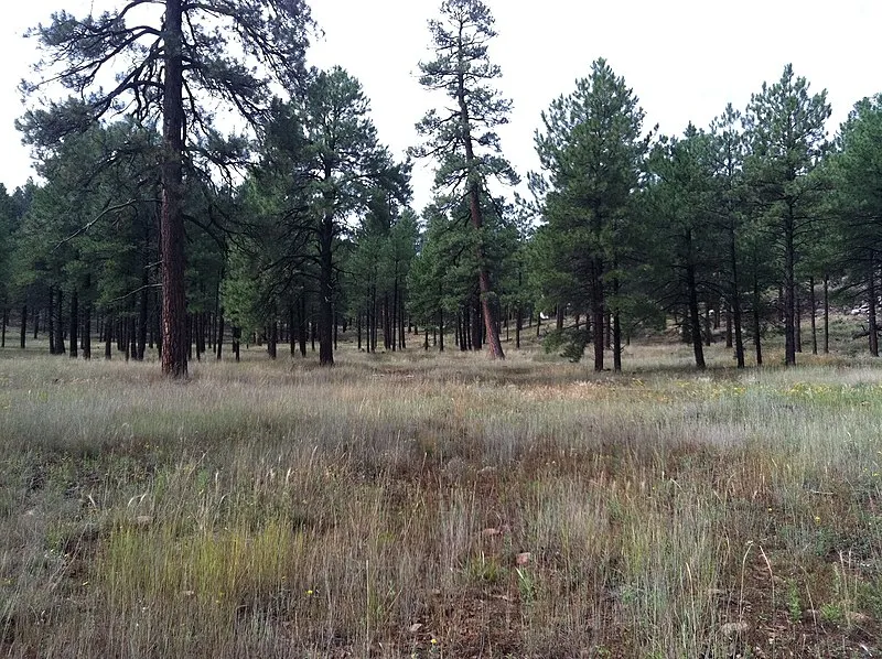 Ward Trail, Coconino