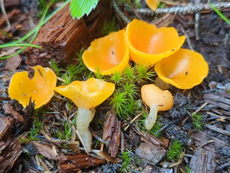 Mt Baldy Crossover Trail, Apache