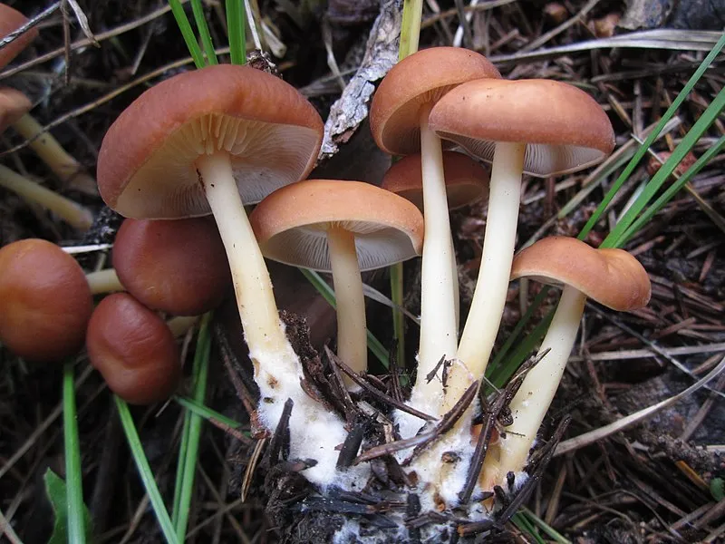 Sunrise Snowmobile 249 Trail, Apache