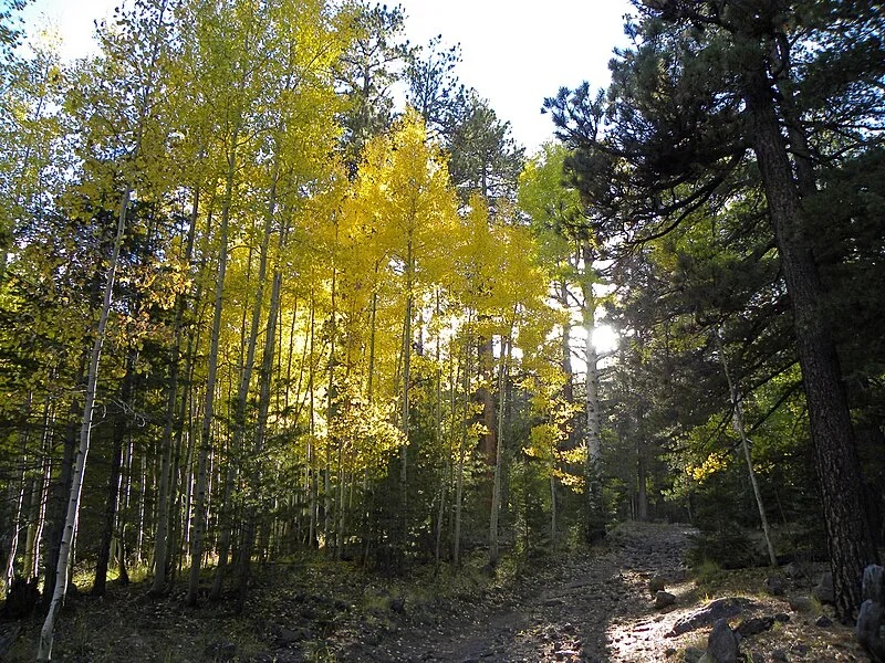 Weatherford Trail, Coconino