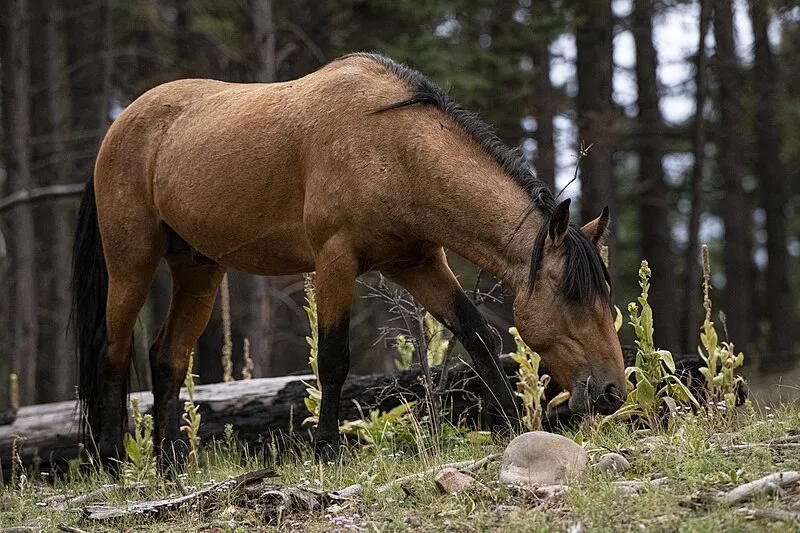 Rocky Bluff Trail, Navajo