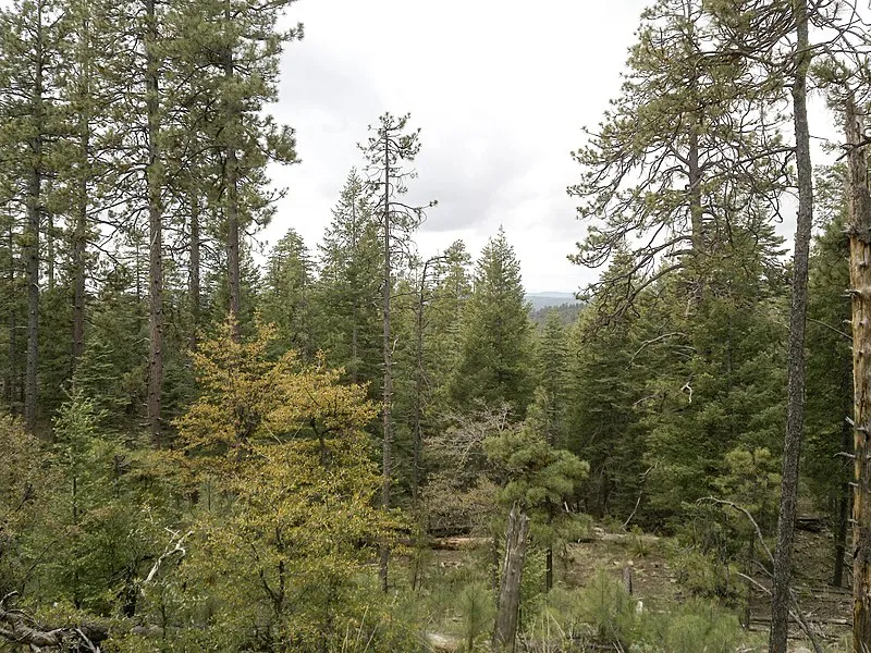 Horton Springs Trail, Coconino