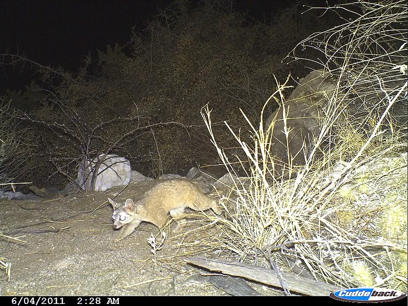 Juniper Basin Campground, Saguaro National Park