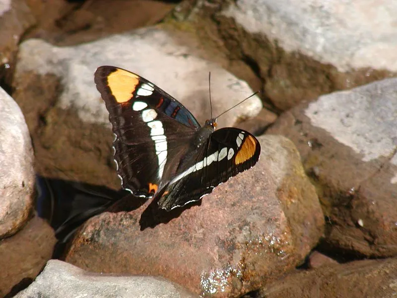 Kentucky Camp Th Trailhead (S, 0mi), Pima