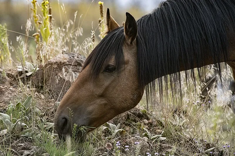 Black Canyon Rim Campground (apache-sitgreaves National Forest, Az) #2 (N, 0mi), Navajo