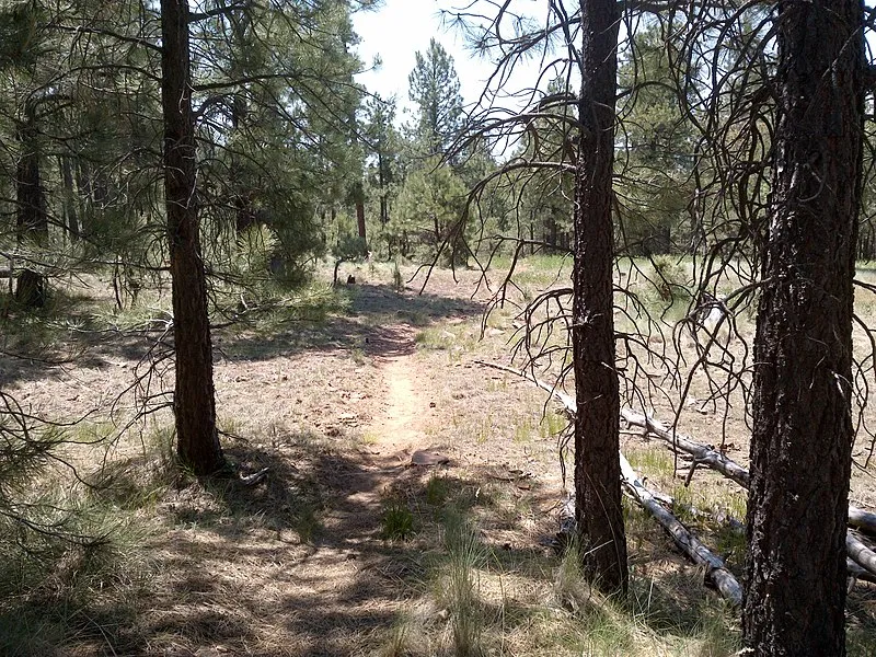 Fr 169 Campground, Coconino
