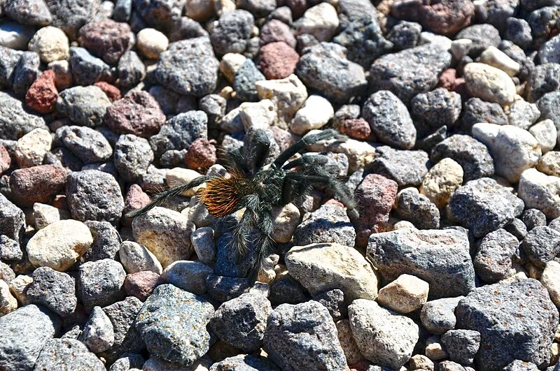 Ashurst Lake, Coconino