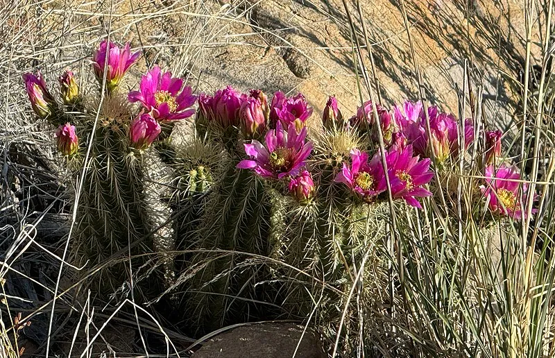 Upper Arcadia Th Trailhead, Graham