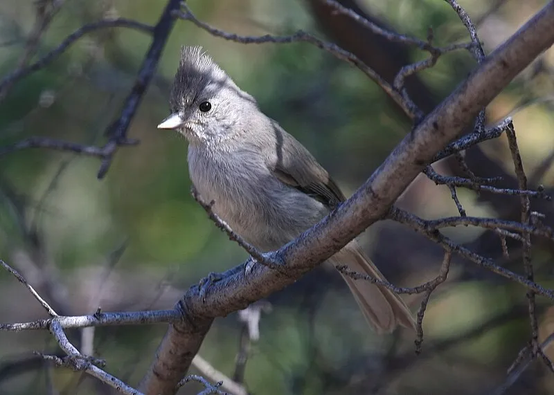 Devils Canyon Campground, Pinal