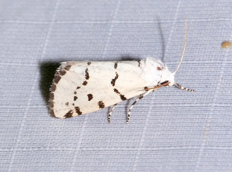 White Rock Campground #2 (N, 0mi), Santa Cruz