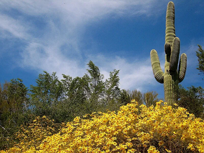 Grapevine Bay Campground, Gila