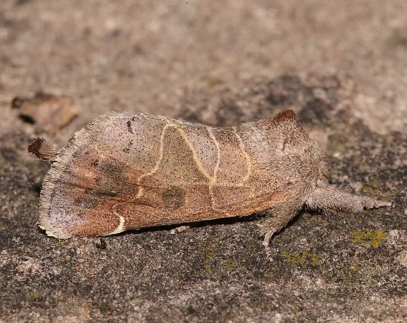 Bonanza Bill Trail, Greenlee