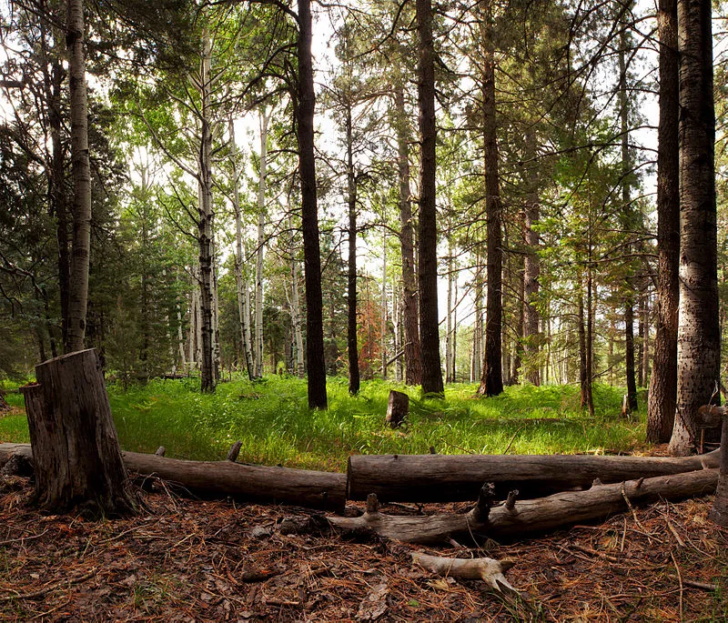 Clark Peak Trailhead, Graham