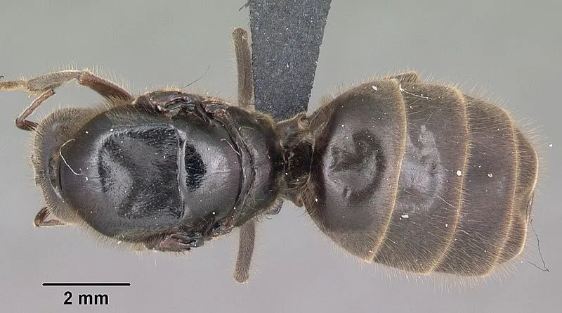 Walnut Grove Campground, Cochise