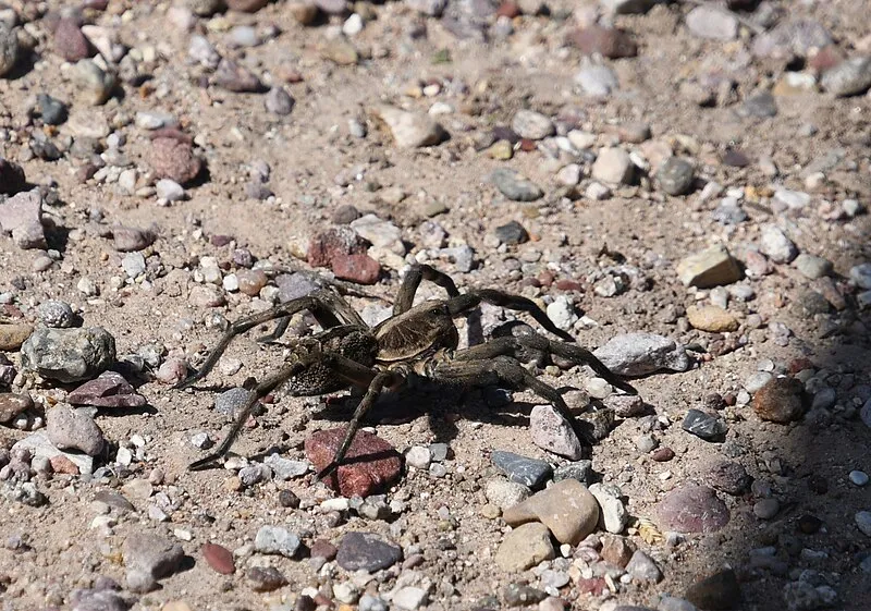 Road Canyon Camp Area, Pima