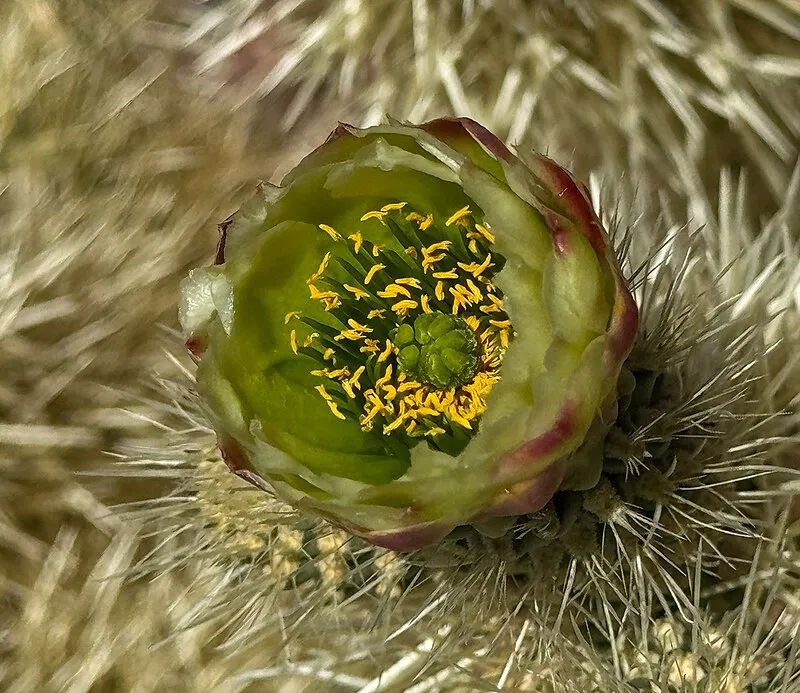 Silverbell Group Site, Pima