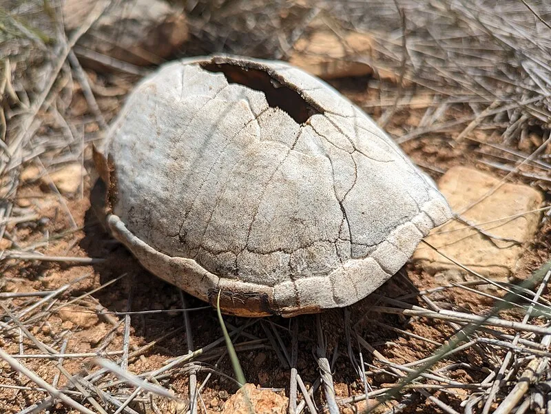 Ag Fields Group Site, Pima