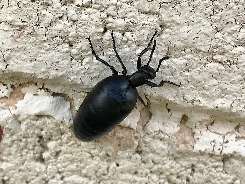 Airstrip Group Site, Pima